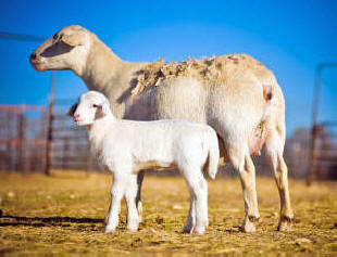 McGee White Dorper Sheep