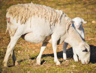 McGee White Dorper Sheep