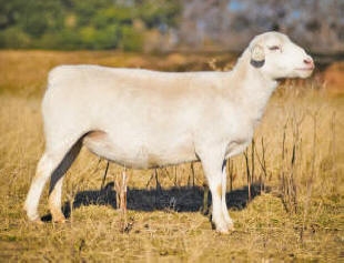 McGee White Dorper Sheep