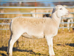 McGee White Dorper Sheep