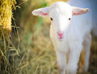 McGee White Dorper Sheep