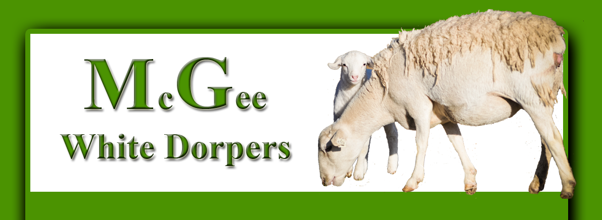 McGee White Dorpers